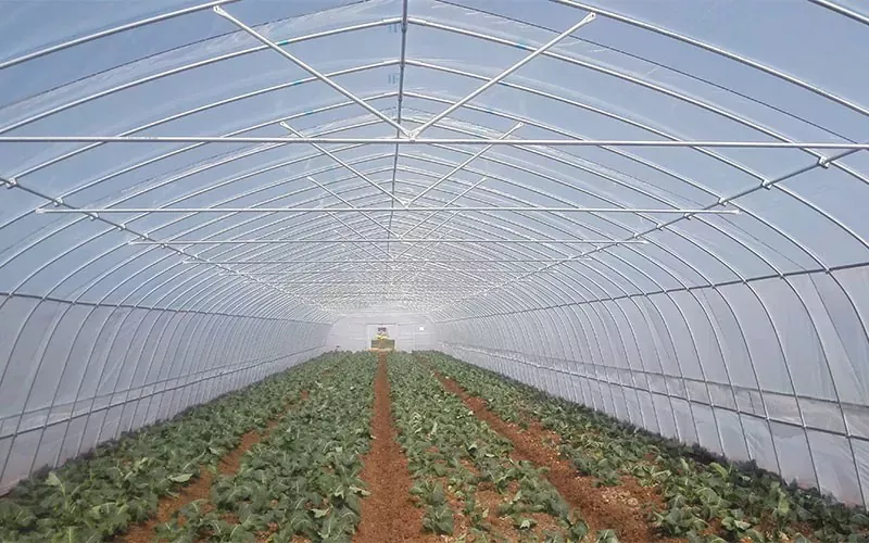 Best Practices for Constructing and Maintaining a Single Tunnel Plastic Film Greenhouse