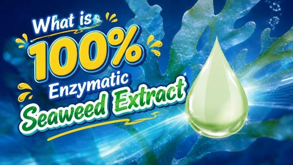 China Seaweed Extract Ranking: Top Producers and Quality Insights